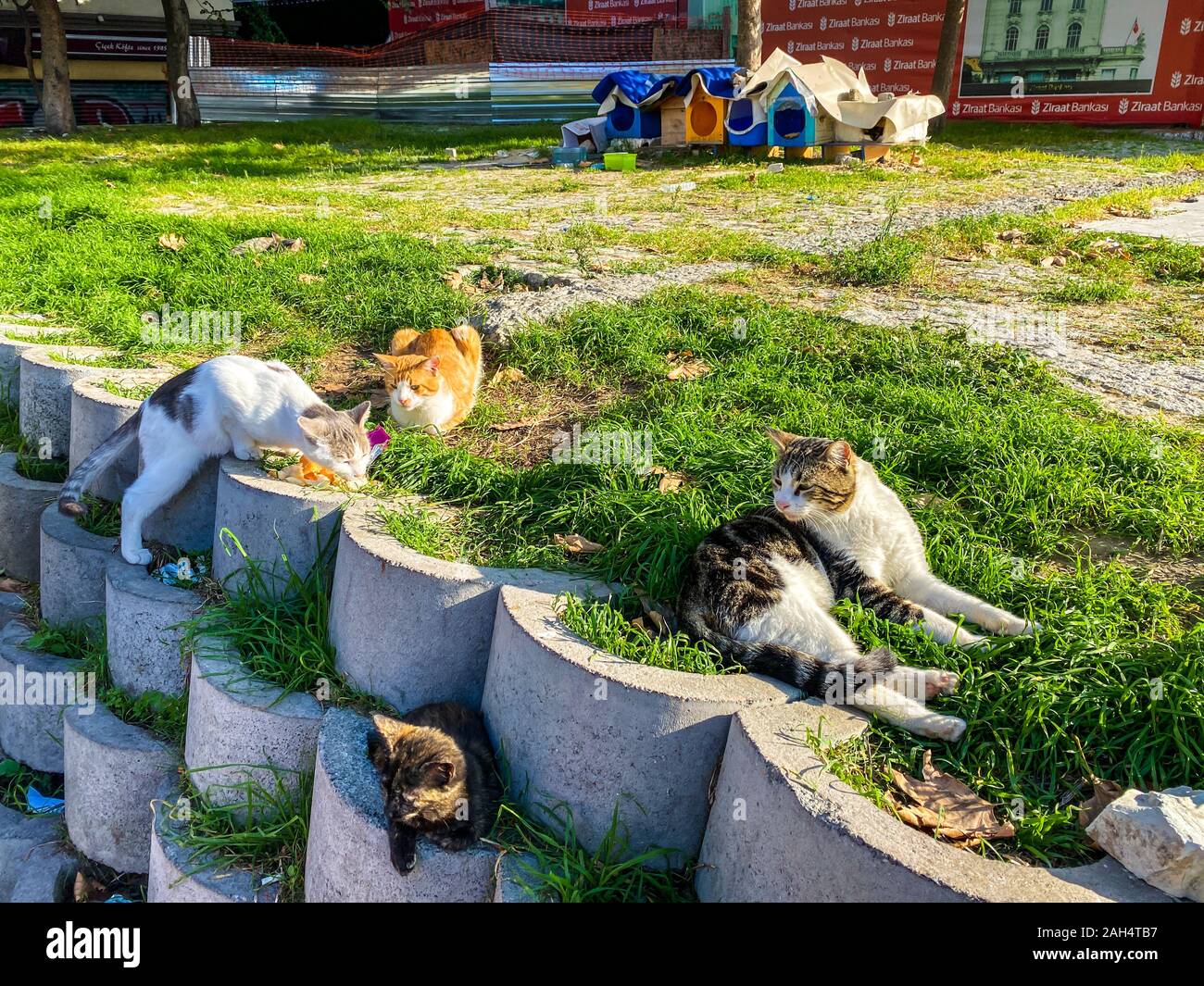 Des logements pour les chats sans-abri à Istanbul, Turquie, le 27 octobre 2019. Rue folles des chats d'un repos dans la ville sur une journée ensoleillée Banque D'Images