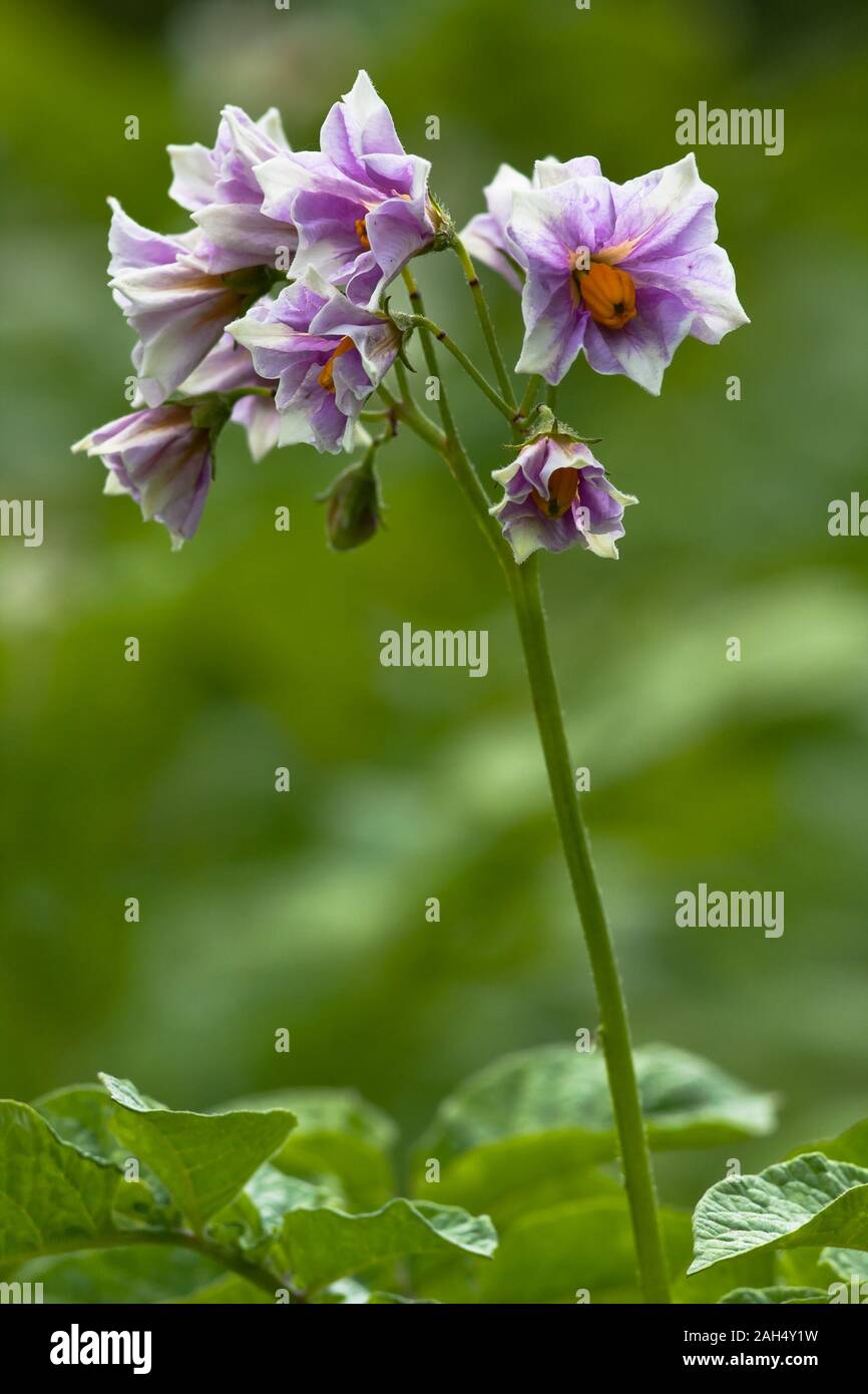 Les fleurs de pommes de terre dans le jardin, gros plan Banque D'Images