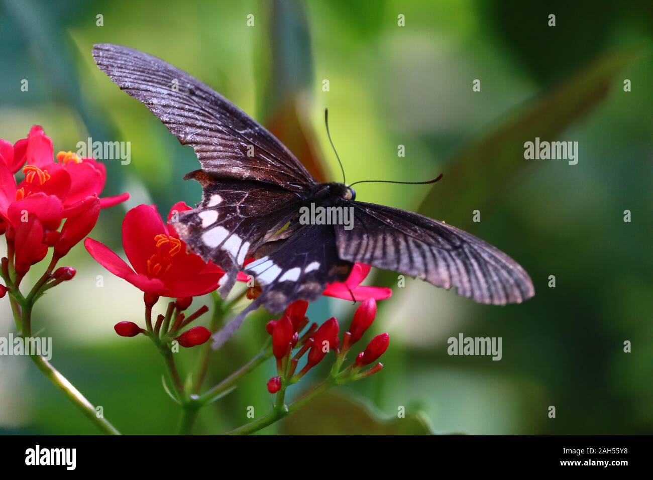 Vintage petites fleurs, la nature belle, tonification,nature printemps design papillon. par Dinesh Kumar Banque D'Images