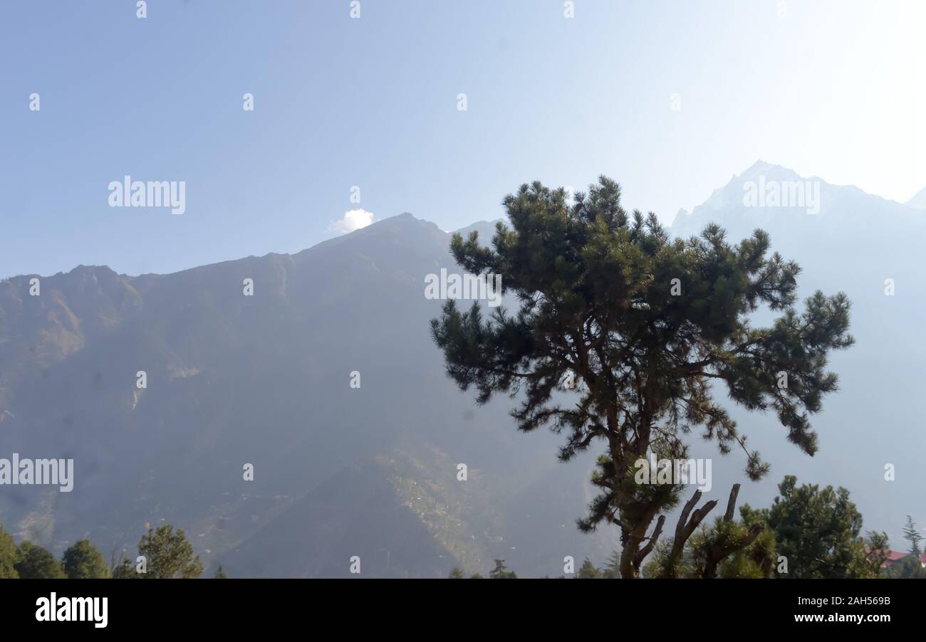 Un solitaire de conifères méditerranéens pin (Pinus Pinia) seul sur fond de haute montagne. Rayons de lumière soleil magique éclairée de l'arrière. Atmosphère brumeuse Banque D'Images
