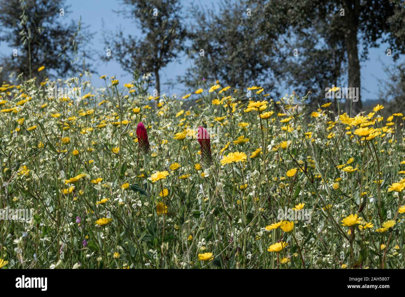 Les fleurs de printemps dans le champ au printemps, Alejante, Portugal Banque D'Images