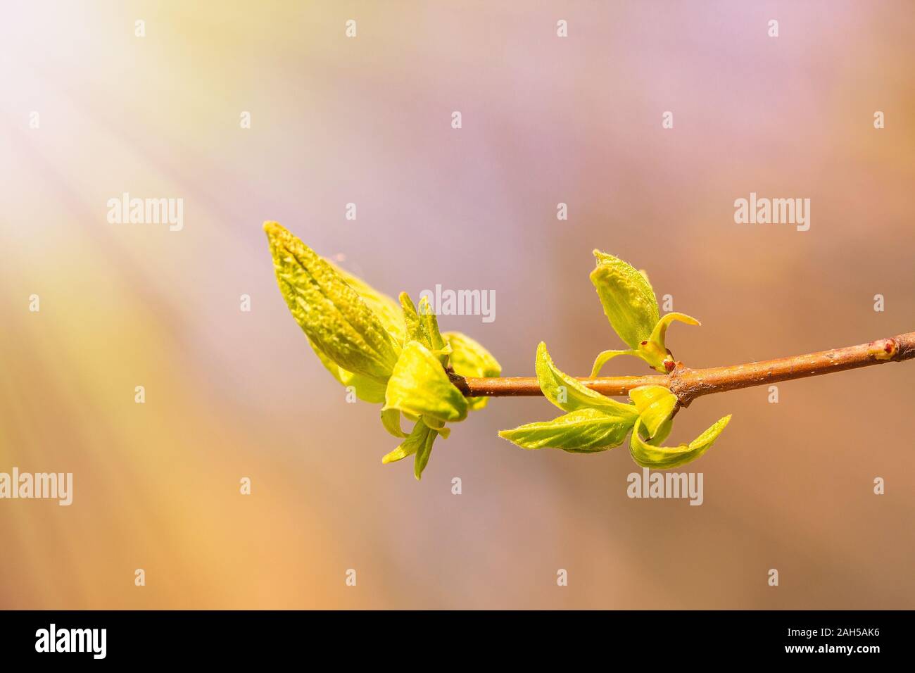 Des bourgeons du printemps. Composition de la nature. Spring Awakening Concept Banque D'Images