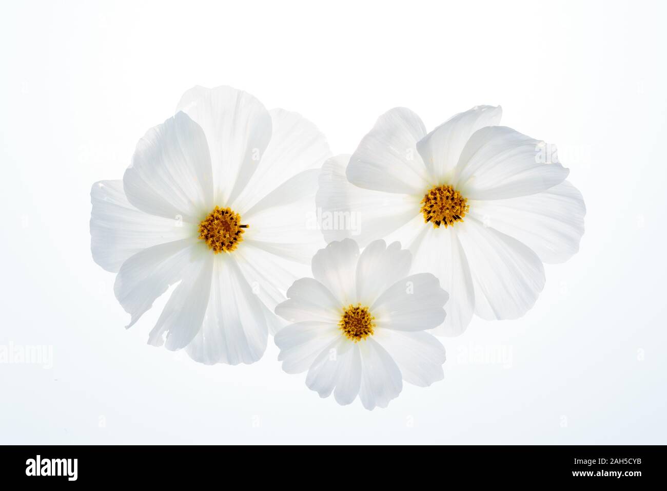Schmuckkörbchen Light-Table (Cosmos bipinnatus), fleur, fleurs, nature Banque D'Images