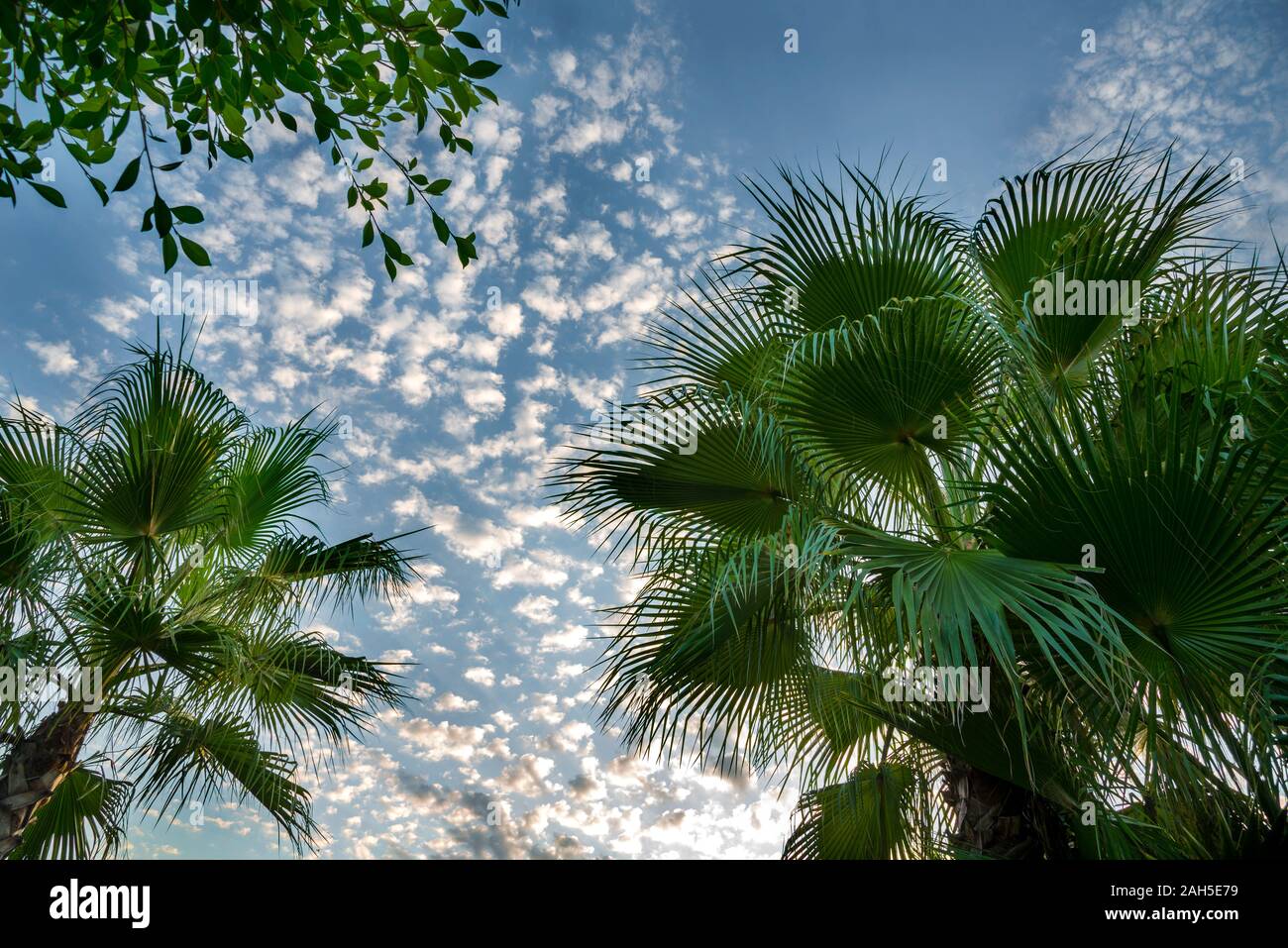 Pointes de feuilles d'un palmier tropical, vue partielle, ciel bleu et nuages blancs en arrière-plan Banque D'Images
