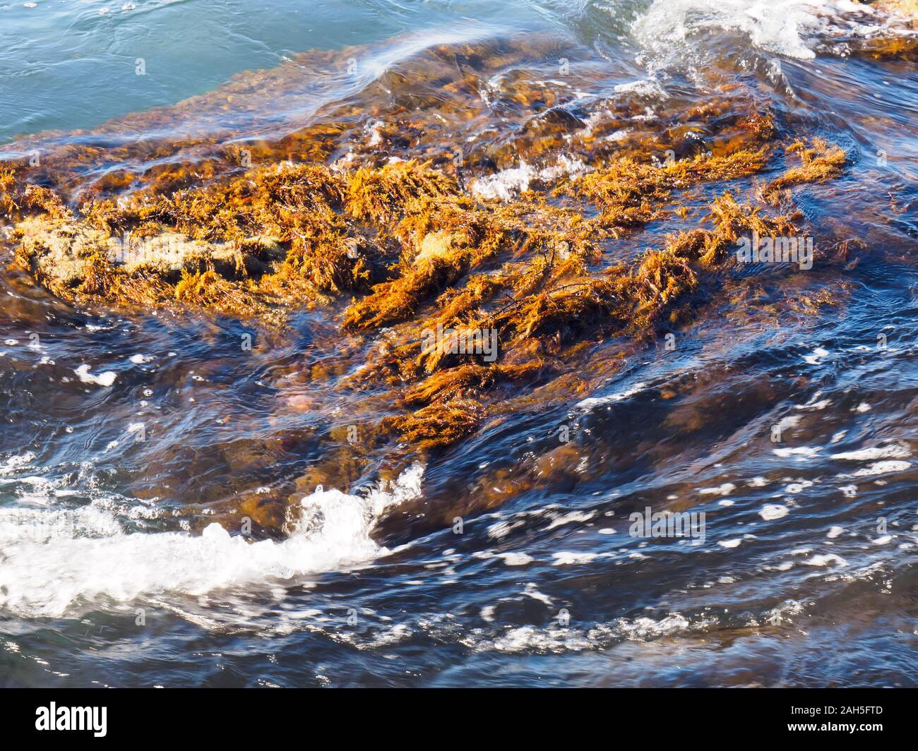 Algues rouges et jaunes sous les vagues. Tuapse, Mer Noire, Caucase Banque D'Images