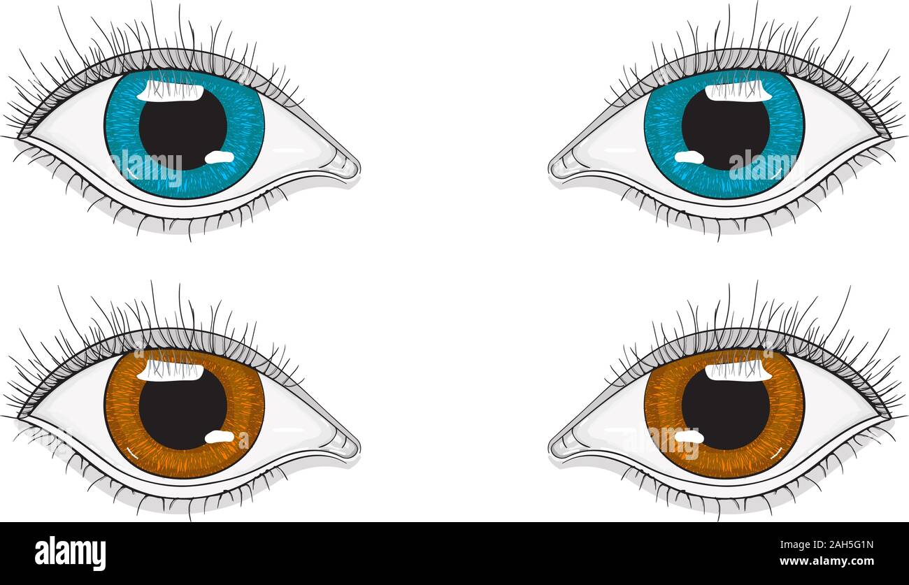 Yeux marrons et bleus Banque d'images vectorielles - Alamy