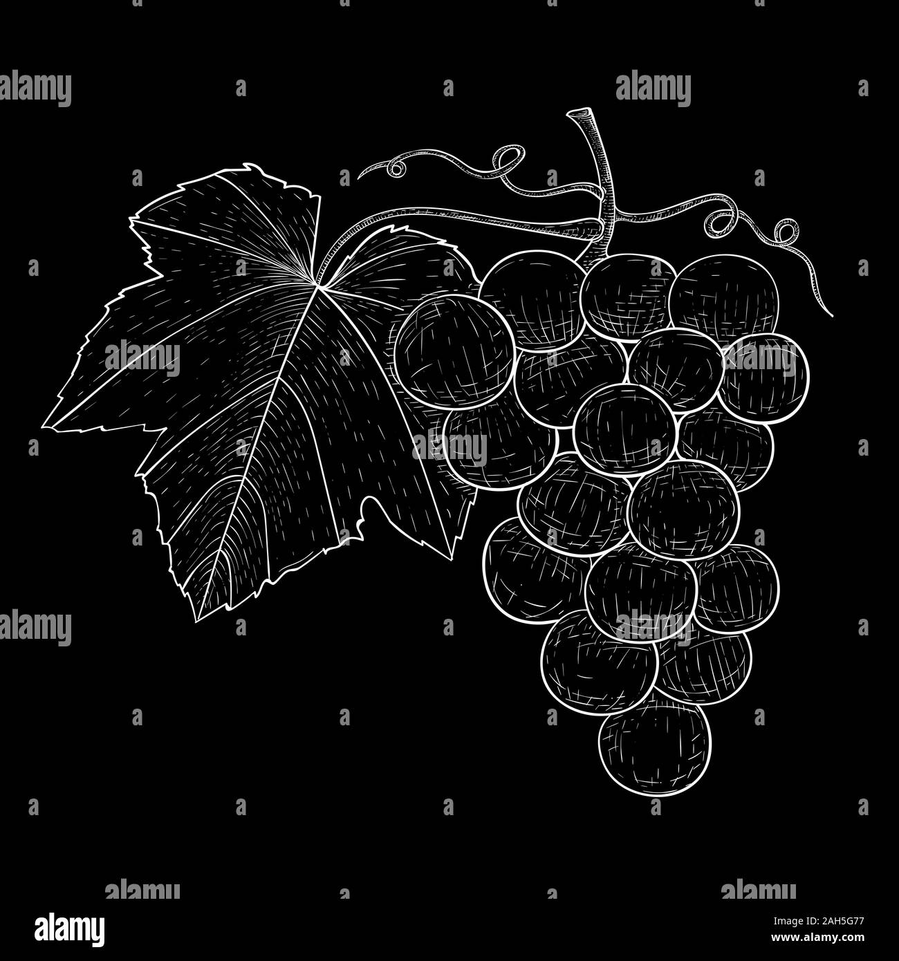 Les raisins. Contours dessinés à la main, croquis sur fond noir Illustration de Vecteur