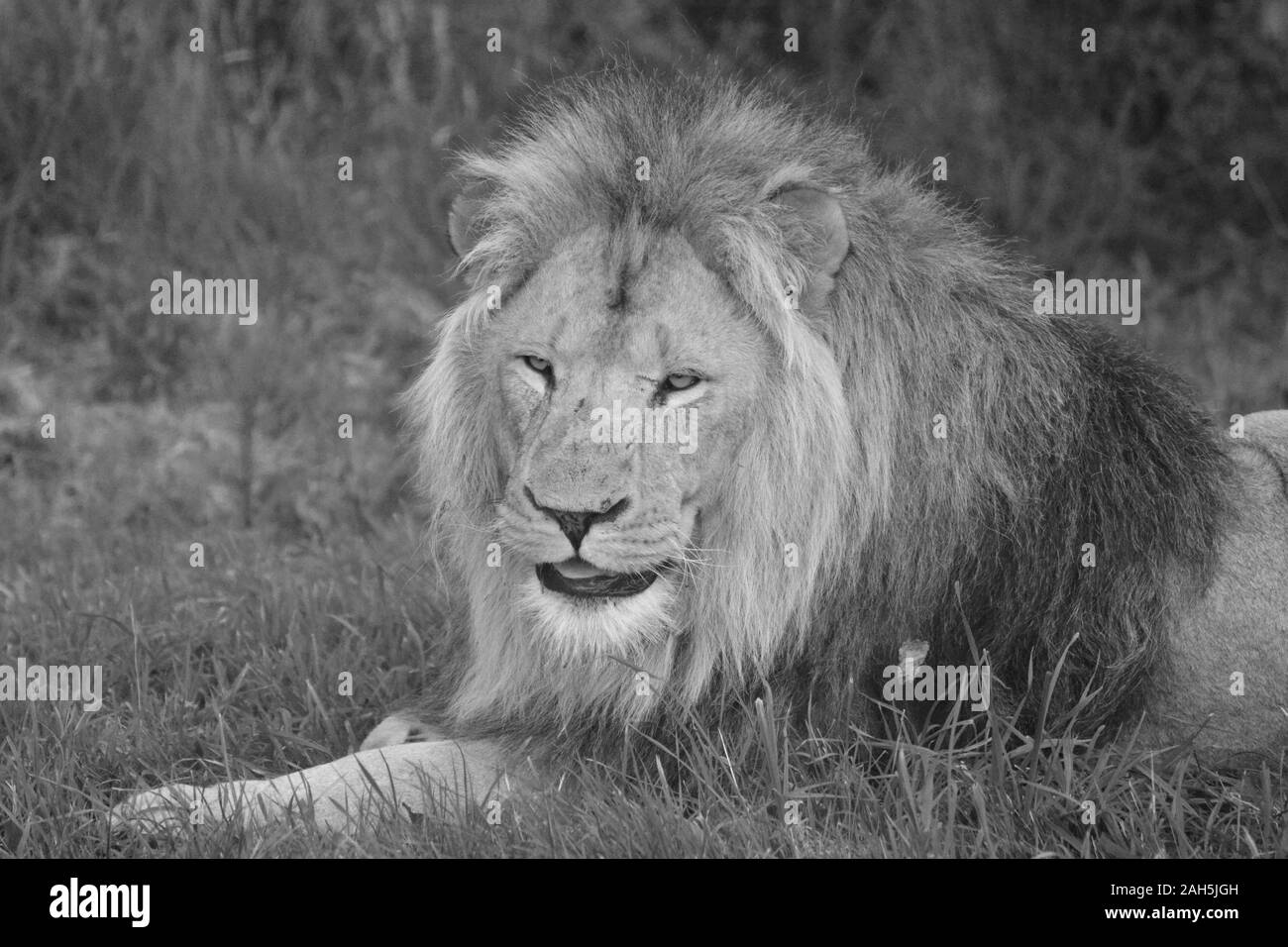 Lion mâle à Longleat Safari Park, WARMINSTER, Wiltshire, Angleterre, Royaume-Uni. Photographie noir et blanc Banque D'Images