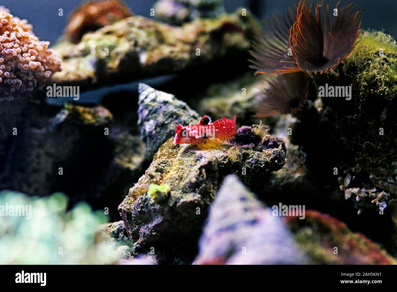 Poisson rouge rubis - Synchiropus sycorax dragonet Banque D'Images