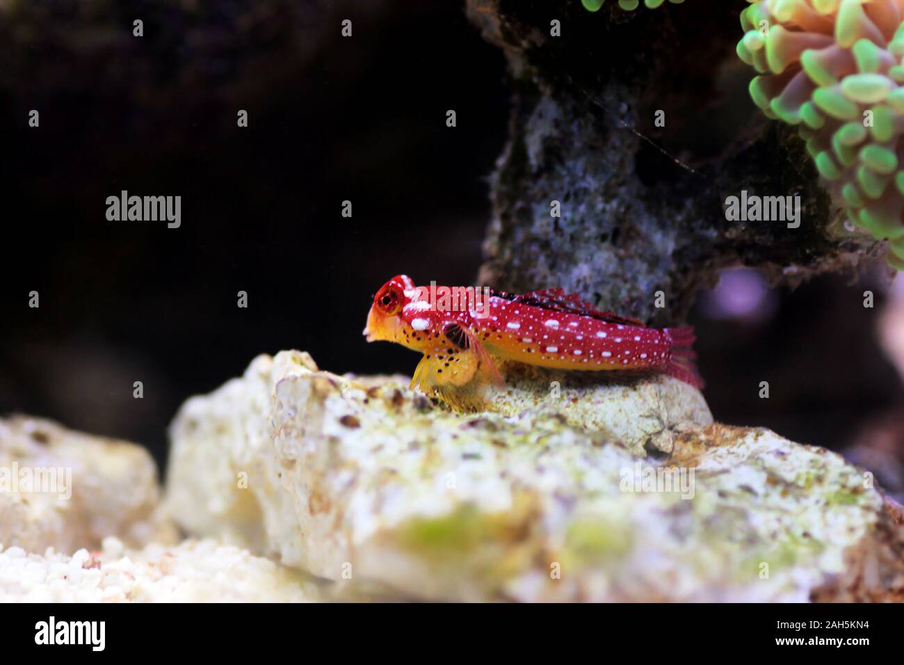 Poisson rouge rubis - Synchiropus sycorax dragonet Banque D'Images