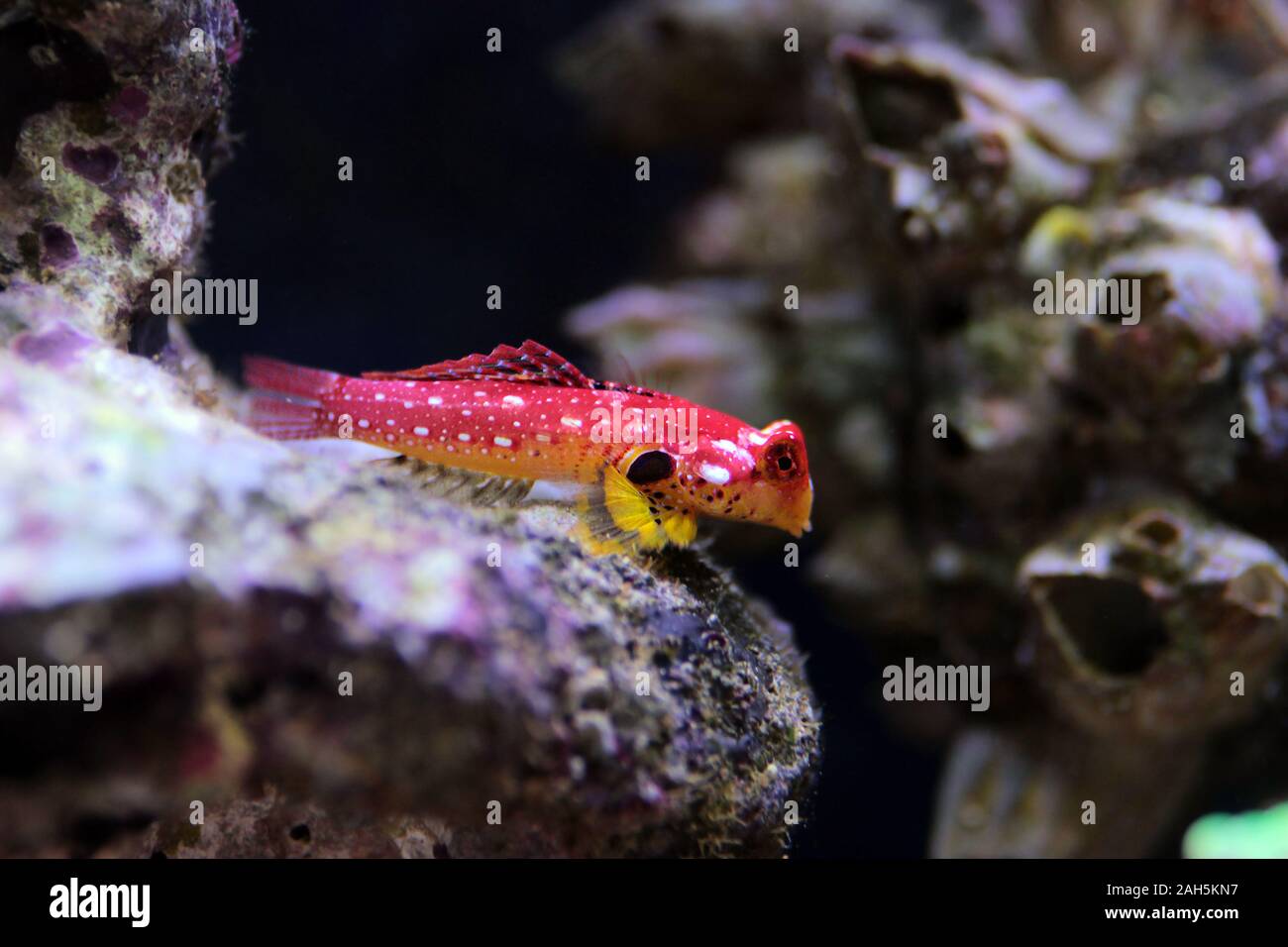 Poisson rouge rubis - Synchiropus sycorax dragonet Banque D'Images