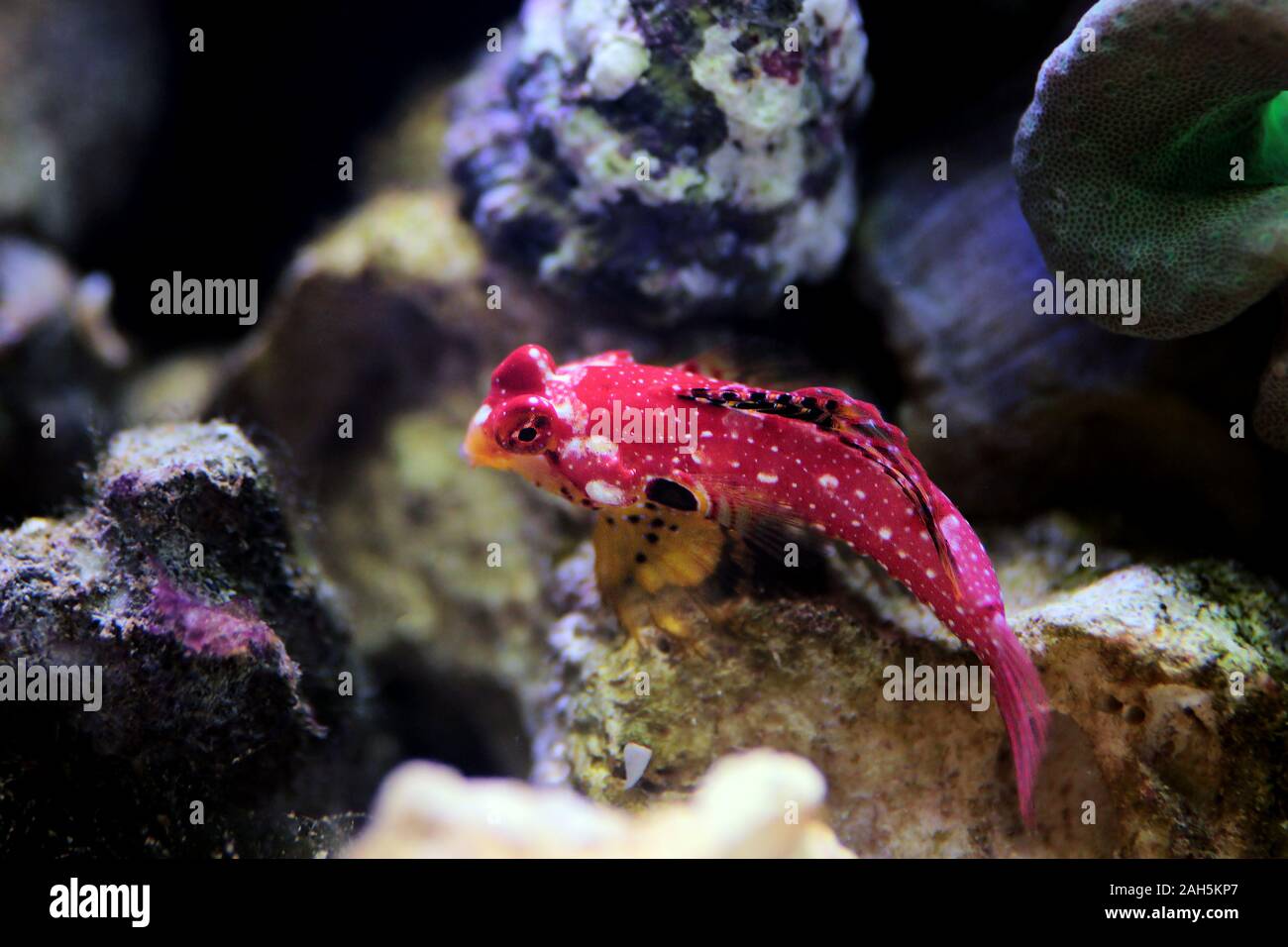 Poisson rouge rubis - Synchiropus sycorax dragonet Banque D'Images
