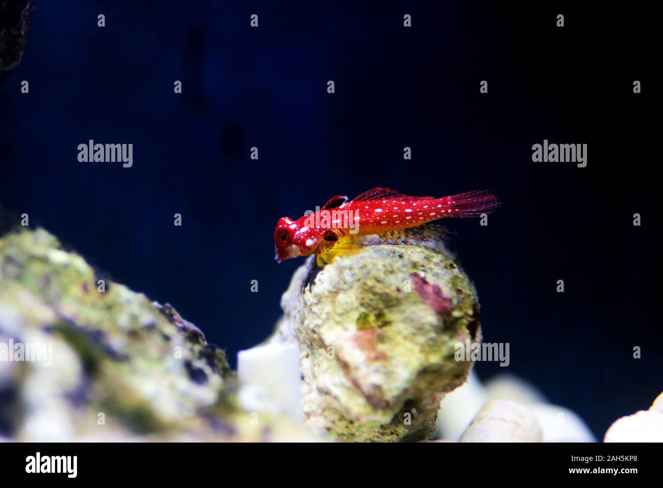 Poisson rouge rubis - Synchiropus sycorax dragonet Banque D'Images