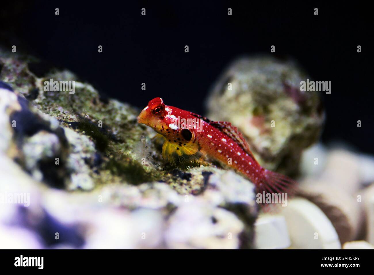 Poisson rouge rubis - Synchiropus sycorax dragonet Banque D'Images