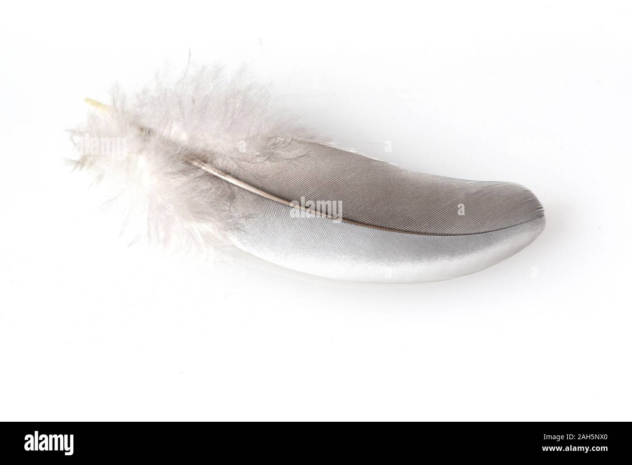 Flugfeder einer Taube. Dieser Vogel kommt haeufig, auch vor sauvages. Des plumes de vol d'un pigeon. Cet oiseau est souvent aussi à l'état sauvage. Banque D'Images