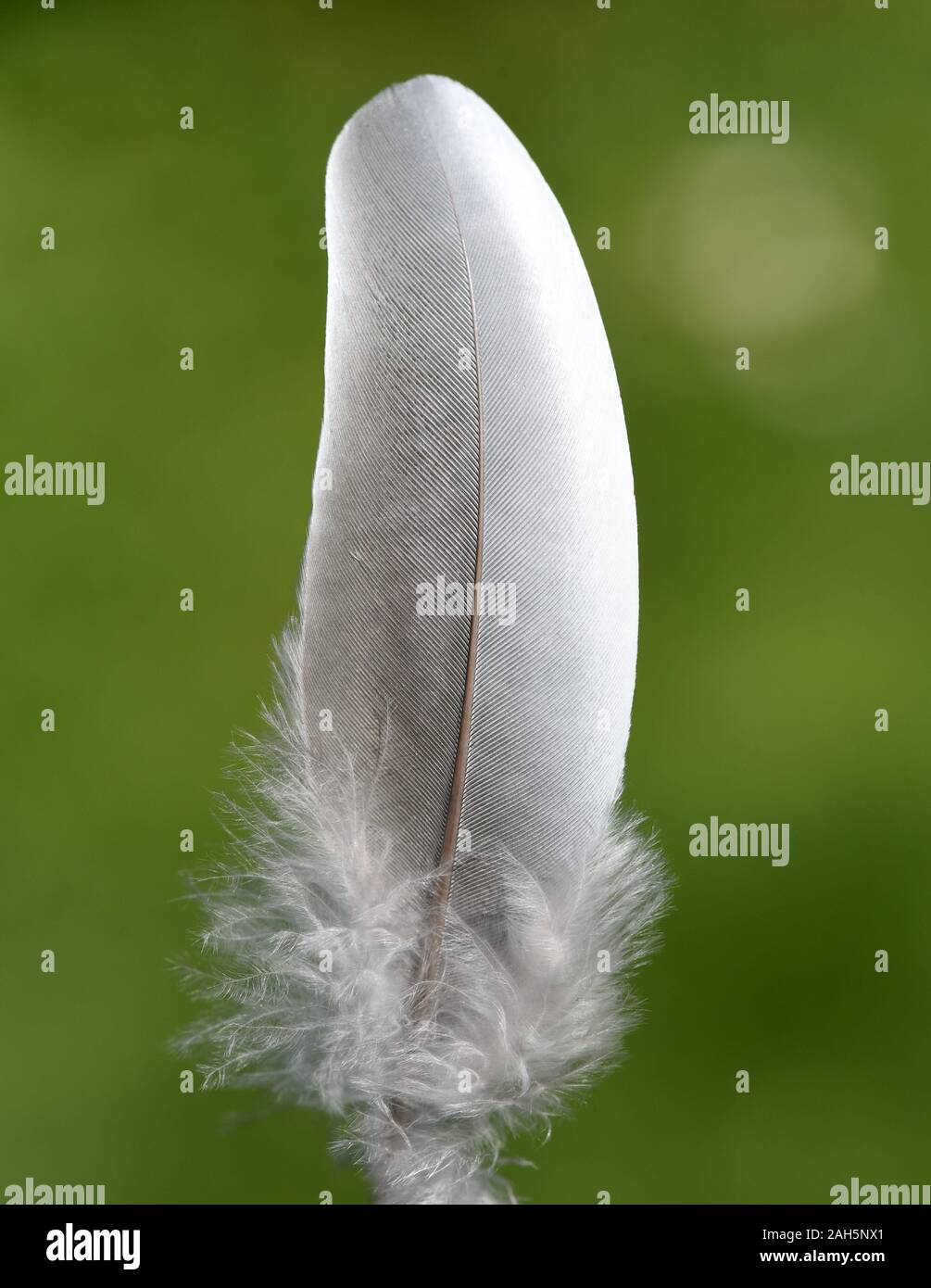 Flugfeder einer Taube. Dieser Vogel kommt haeufig, auch vor sauvages. Des plumes de vol d'un pigeon. Cet oiseau est souvent aussi à l'état sauvage. Banque D'Images