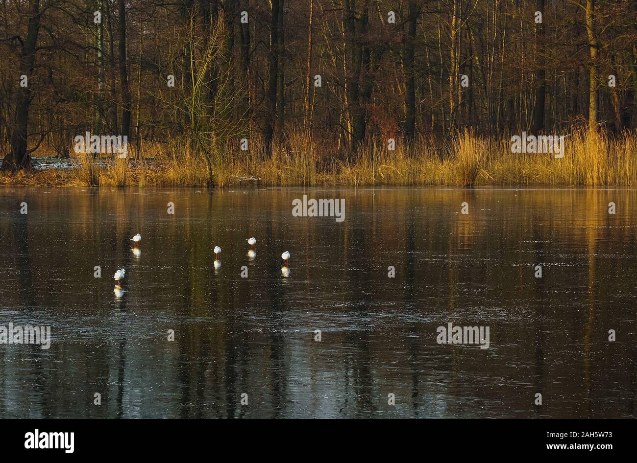 Les cinq goélands assis sur le lac et n'a pas bougé pendant un moment. Il faisait très froid ce jour-là. Banque D'Images