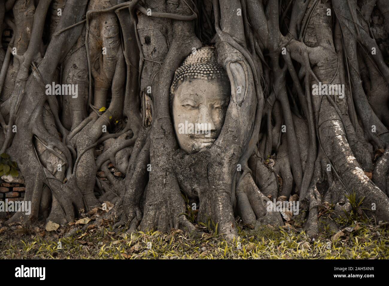 Un spot réputé en Thaïlande , un visage dans l'arbre Banque D'Images