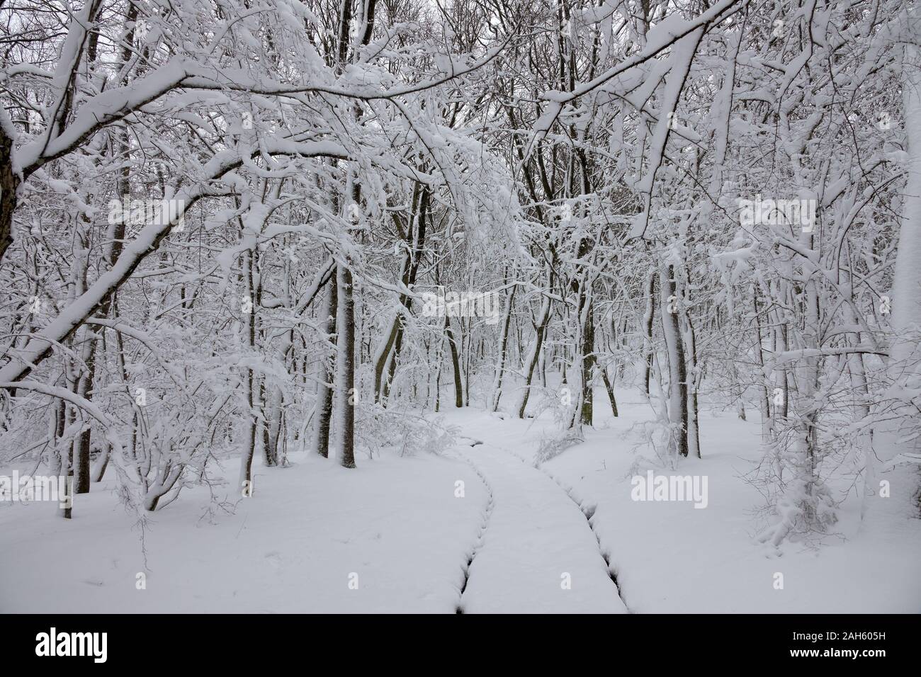 Beau paysage avec de la neige en hiver route forest Banque D'Images