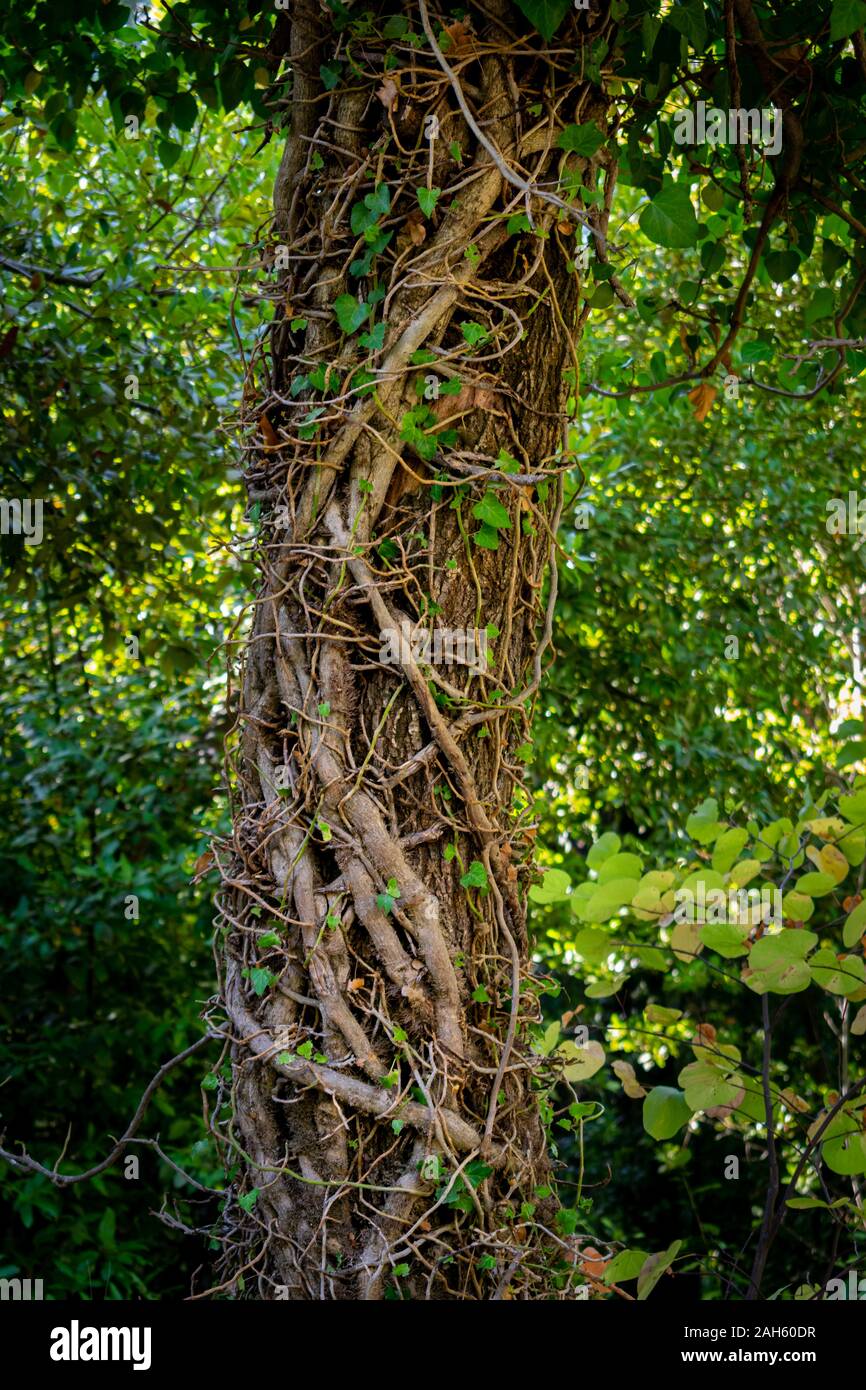 Les branches et les feuilles de lierre autour de l'écorce des arbres Banque D'Images