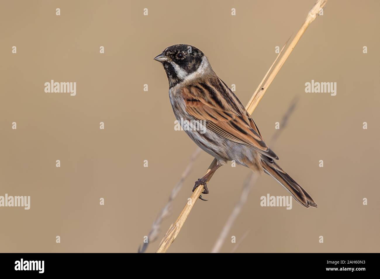 Reed Bunting sur Reed Banque D'Images