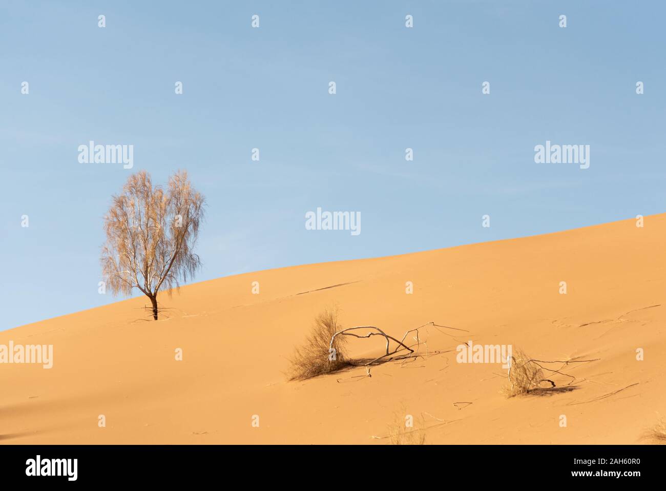 Un vivant de tamaris arbre dans le désert de lut Banque D'Images