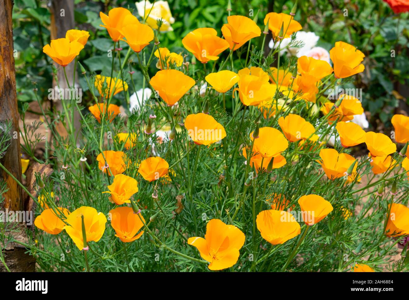 Pavot de Californie (Eschscholzia californica Pavot de Californie, d'or, la lumière du soleil, tasse de fleurs d'or) Banque D'Images