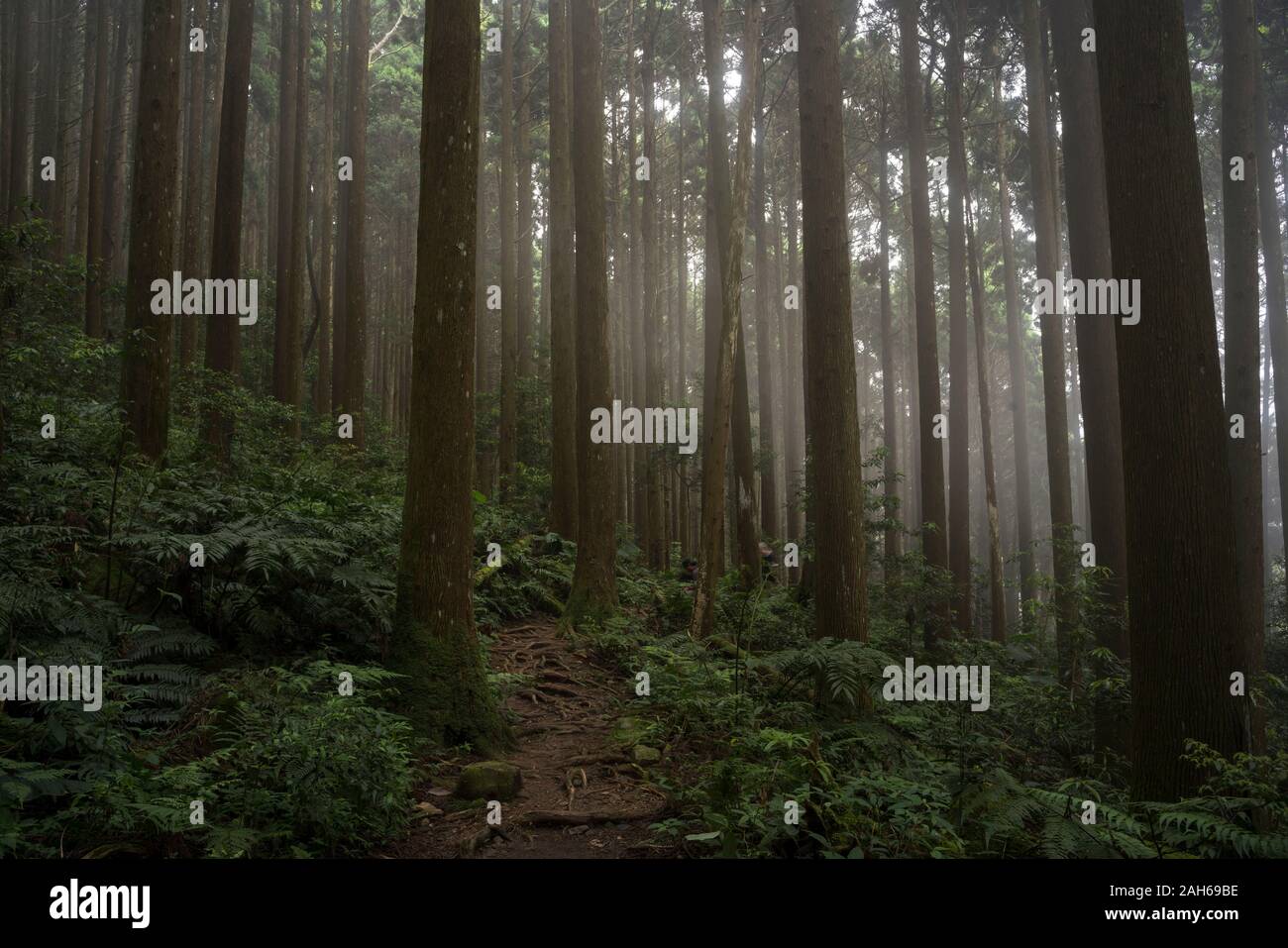 JIALI MONTAGNE (加里山) Banque D'Images