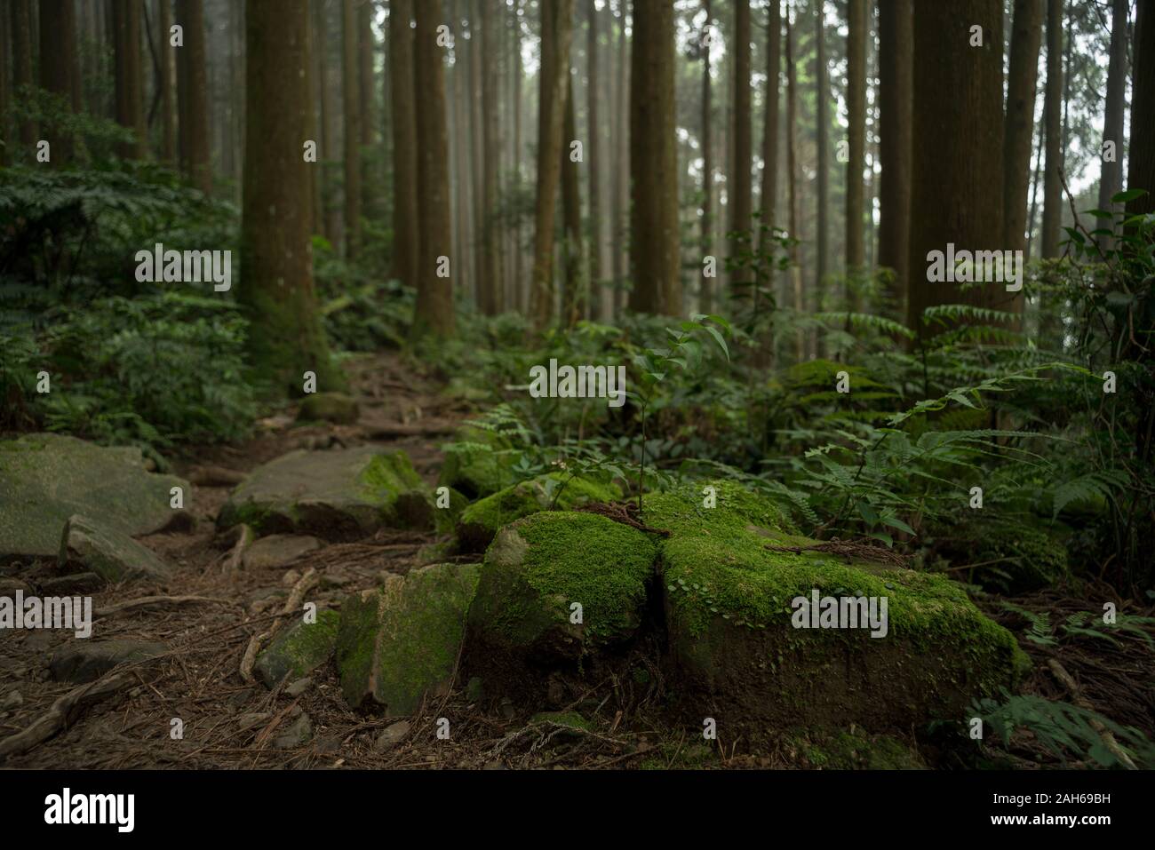 JIALI MONTAGNE (加里山) Banque D'Images