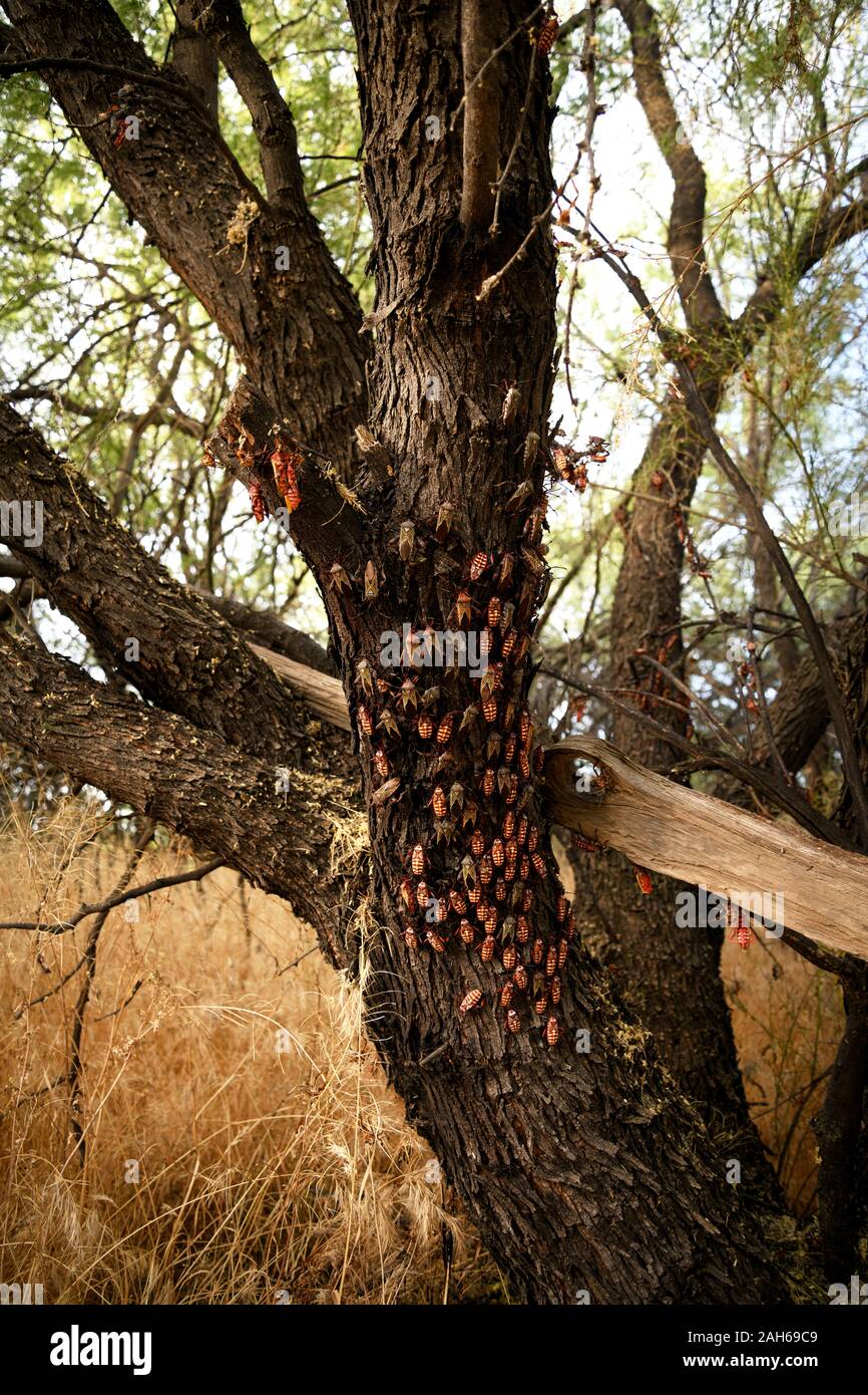 Mesquite géant (Bug) dans neocalifornicus Thasus varios stades de développement dont la mue se rassemblent en groupes familiaux sur un arbre mesquite au sein d'un bos Banque D'Images