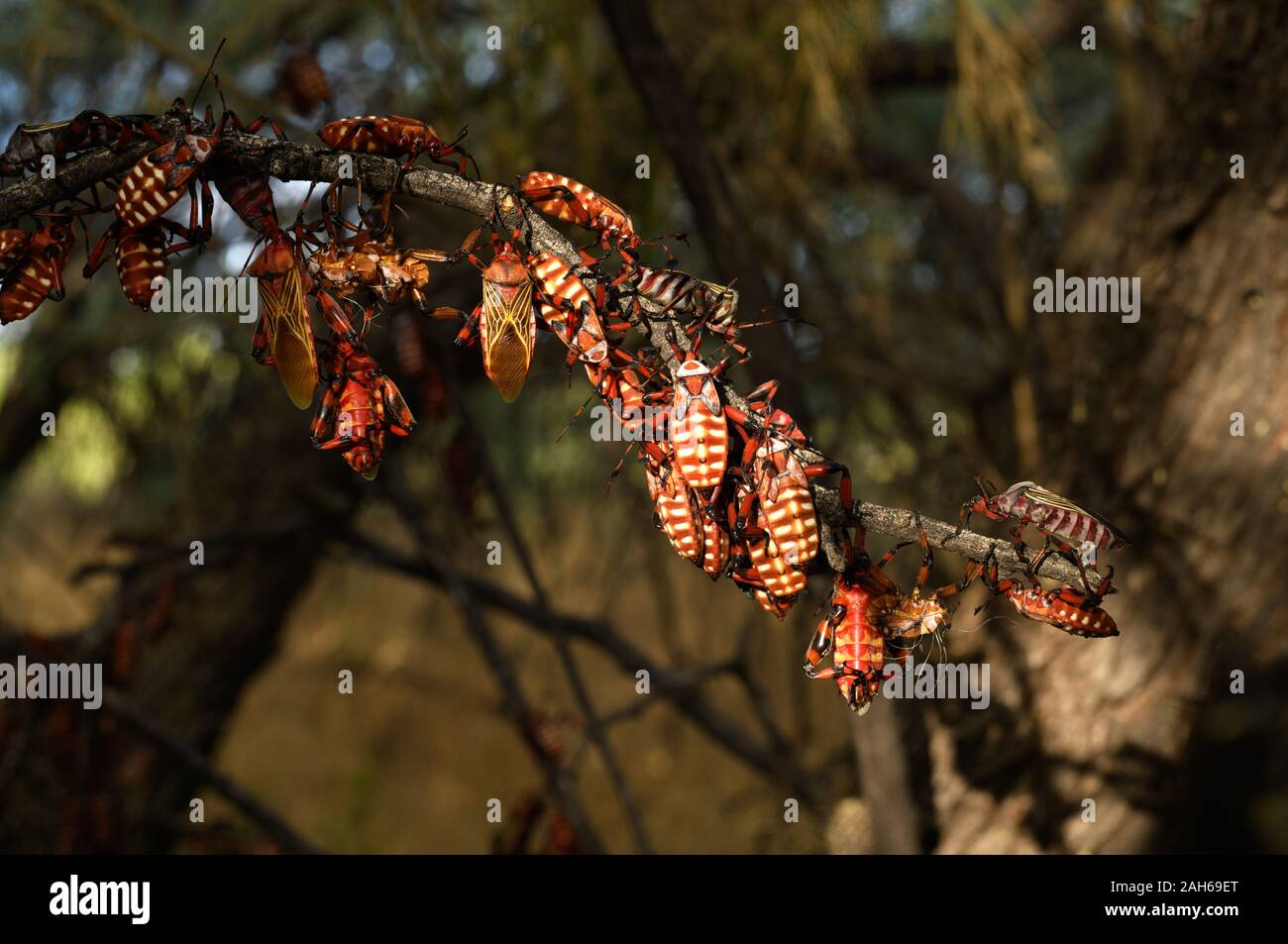 Mesquite géant (bugs) dans neocalifornicus Thasus varios stades de développement dont la mue se rassemblent en groupes familiaux sur un arbre mesquite au sein d'un bos Banque D'Images