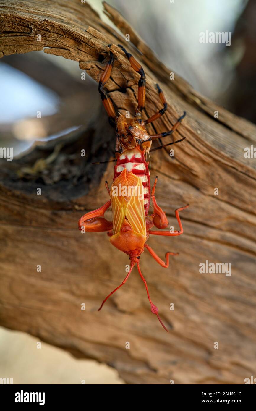 Un géant Mesquite (Bug) neocalifornicus Thasus mues, tout en s'accrochant à un morceau de bois qui repose sur un arbre mesquite dans un bosque le long de la tanque Banque D'Images