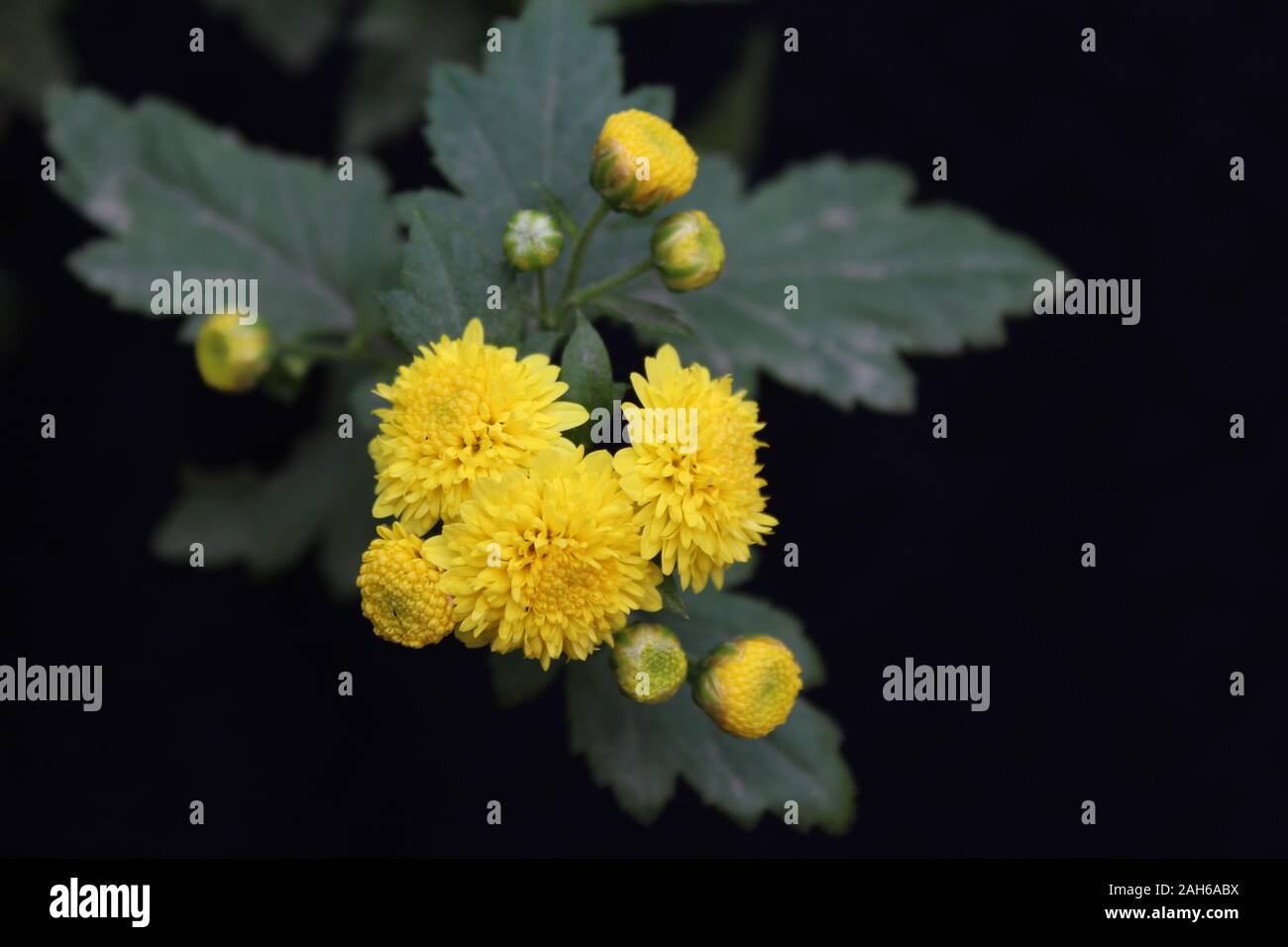 La belle nature fleurs costmary stock photos Banque D'Images