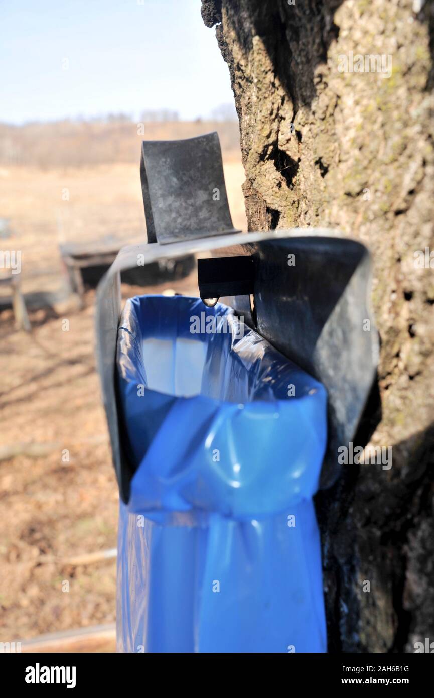 Faire le sirop en tapant sur les érables, la collecte des sacs bleus dans sap de s'écouler sur la tuyère d'érable à sucre, au Wisconsin. Banque D'Images