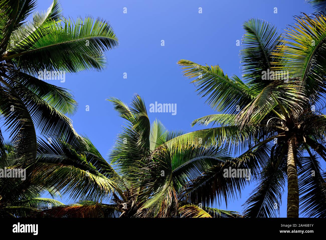 Des cocotiers, île tropicale, bleu ciel clair sans nuages Banque D'Images