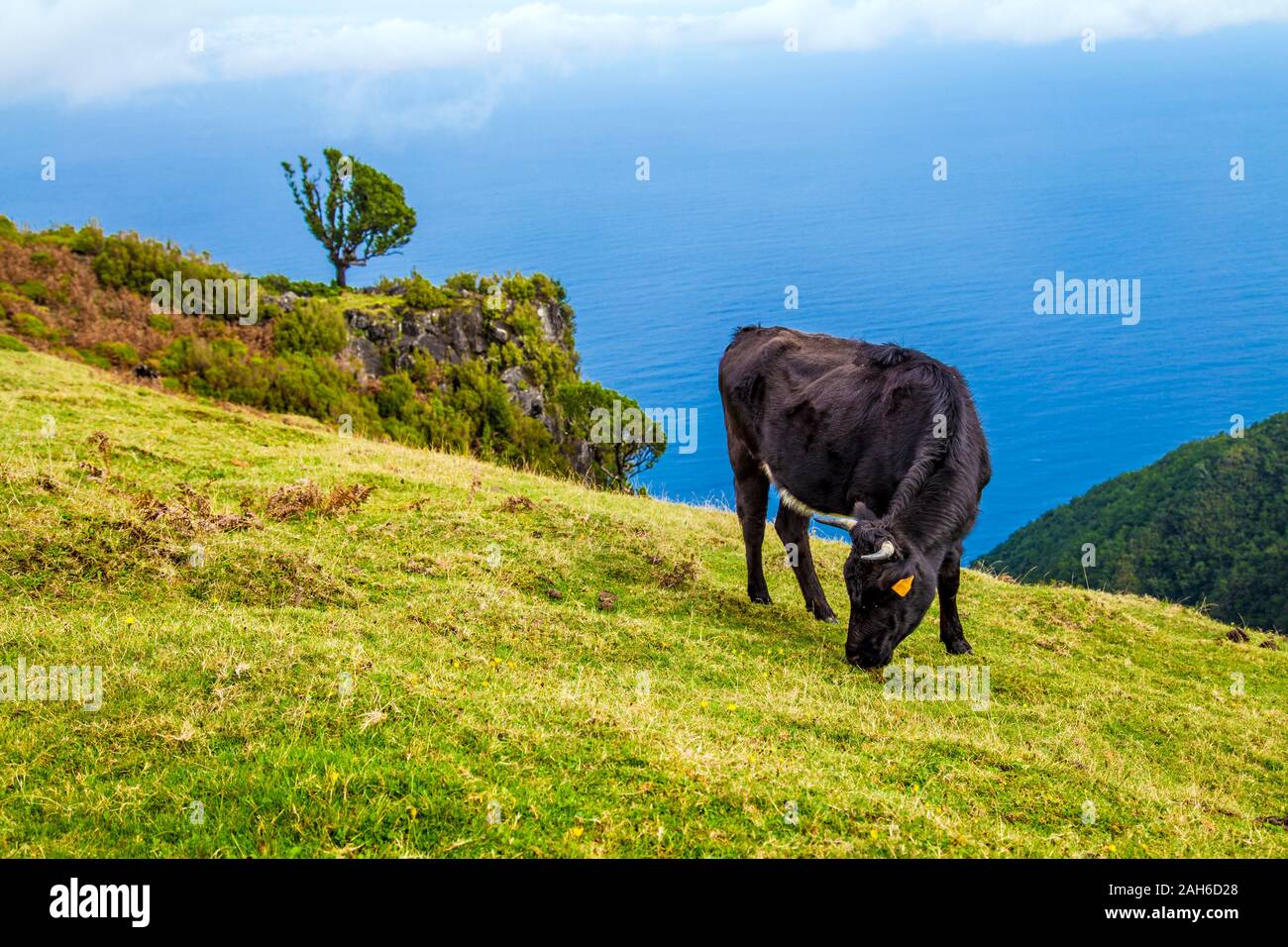 La vache noire se querelle sur l'herbe à haute altitude à Fanal, Madère, Portugal Banque D'Images