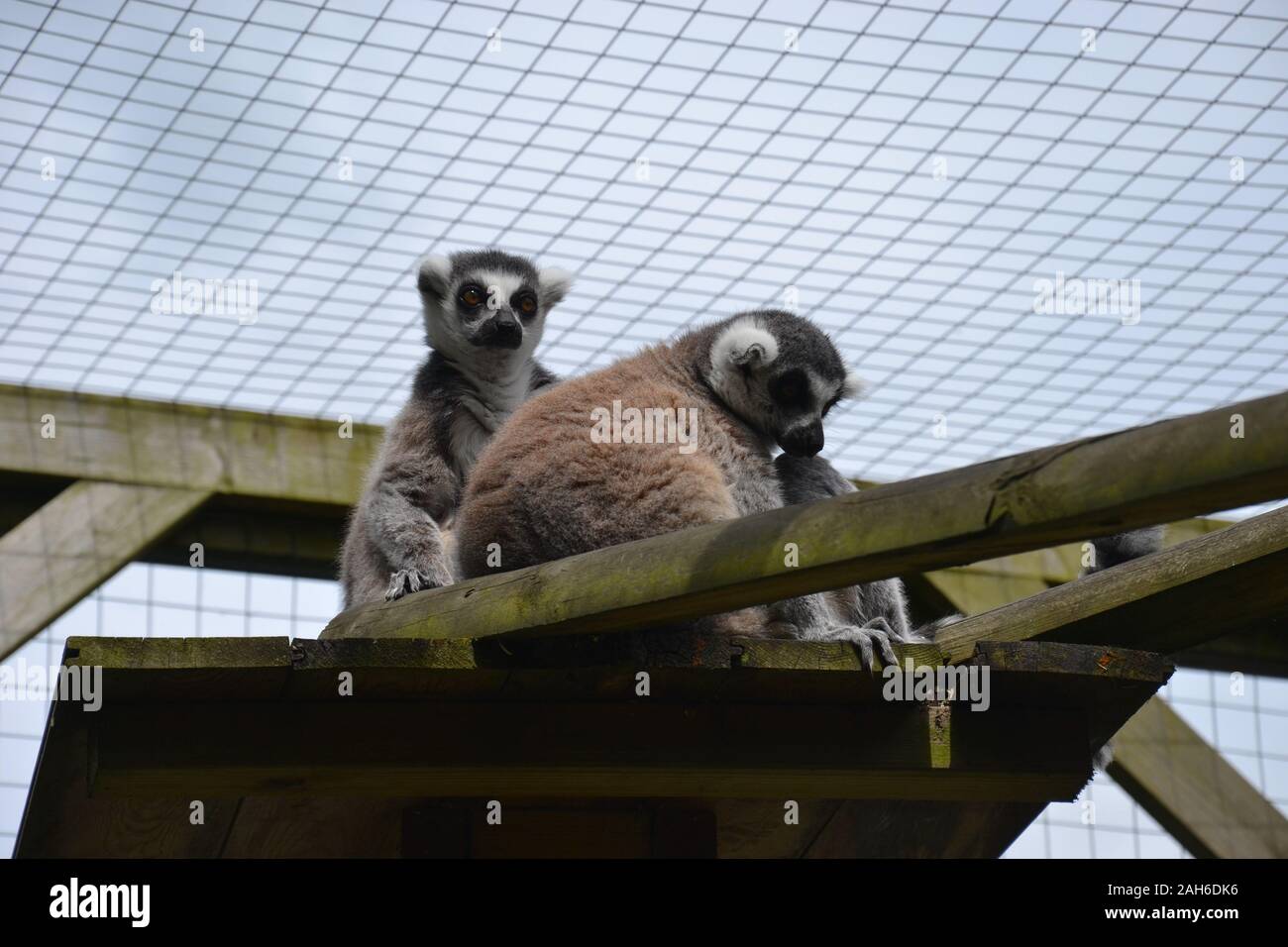 Une paire de Lémuriens à queue Anneau (Lemur catta) assis ensemble sur une plate-forme faite de poutres en bois. L'un est indifférente ; l'autre a ses bras autour de son Banque D'Images