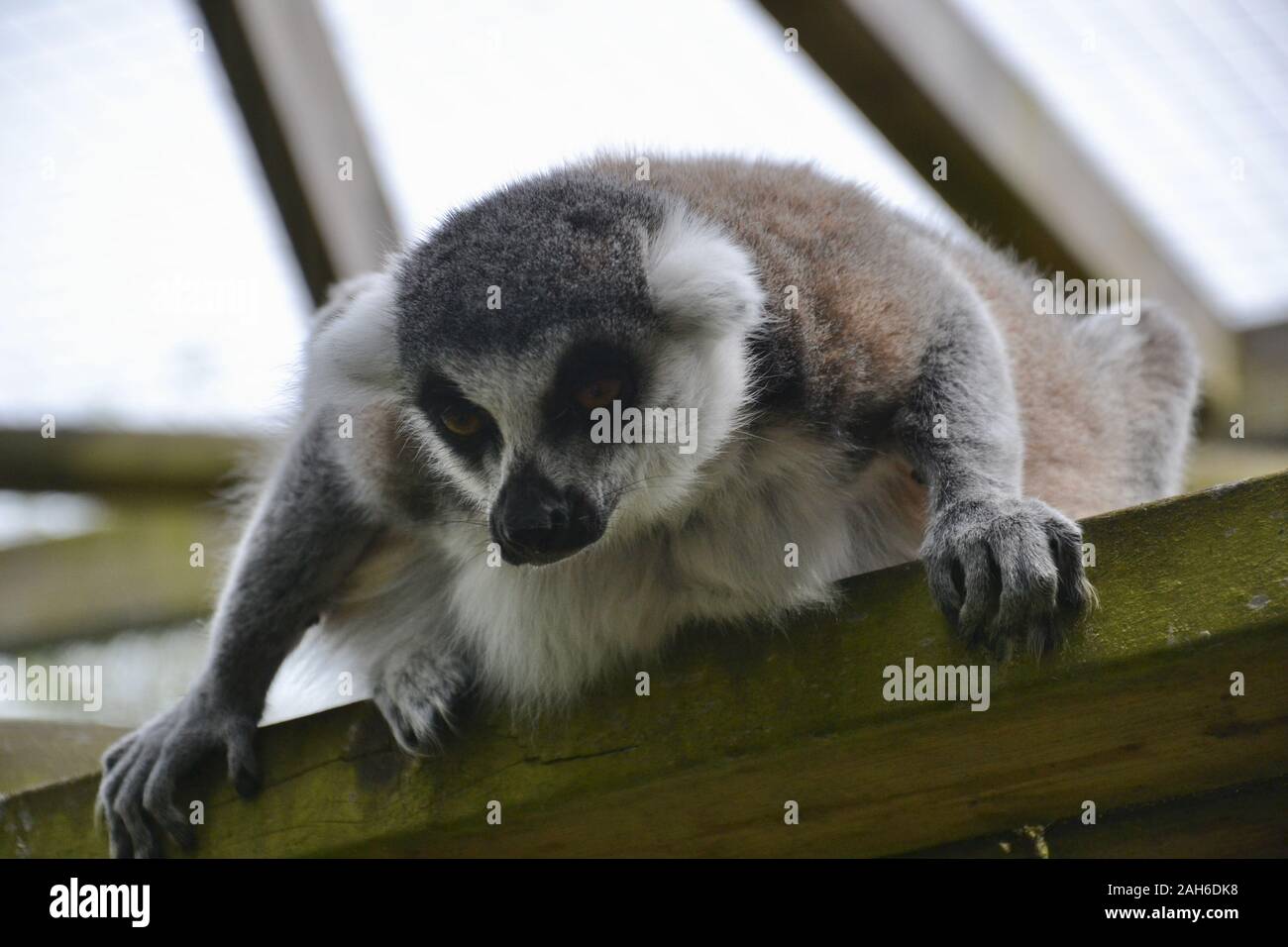 Untitled Document Un Anneau (Lemur catta) s'appuyant sur le bord d'une plate-forme faite de poutres en bois, à la baisse, comme si intensément à la préparation Banque D'Images