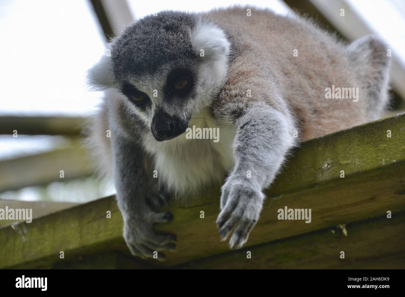 Untitled Document Un Anneau (Lemur catta), penchées sur le bord d'une plate-forme faite de poutres en bois, pour atteindre vers le sol avec ses bras, pattes et finge Banque D'Images