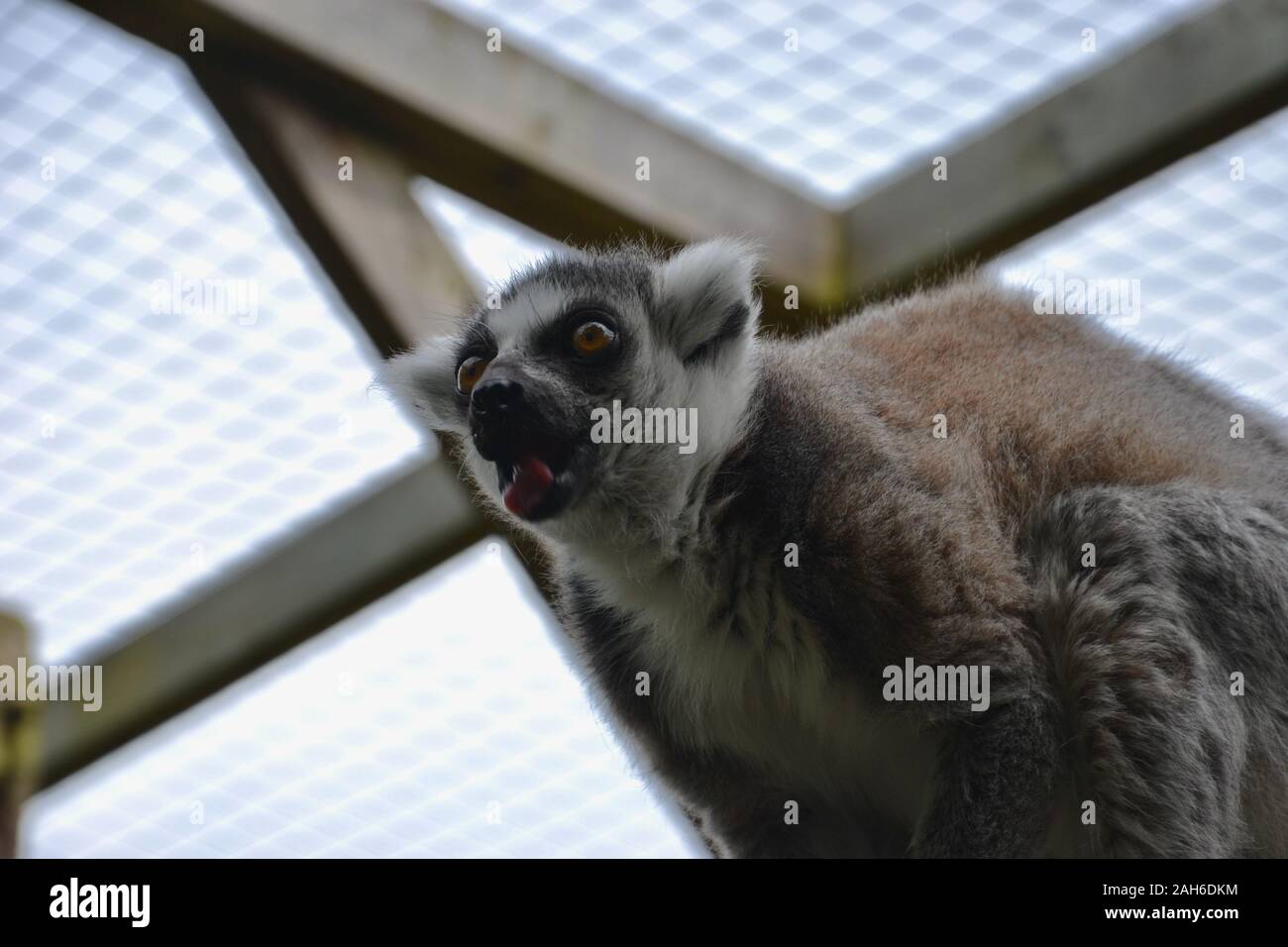 Un noir et blanc Untitled Document joint torique (Lemur catta), la gueule ouverte, à la surprise ou choquée Banque D'Images