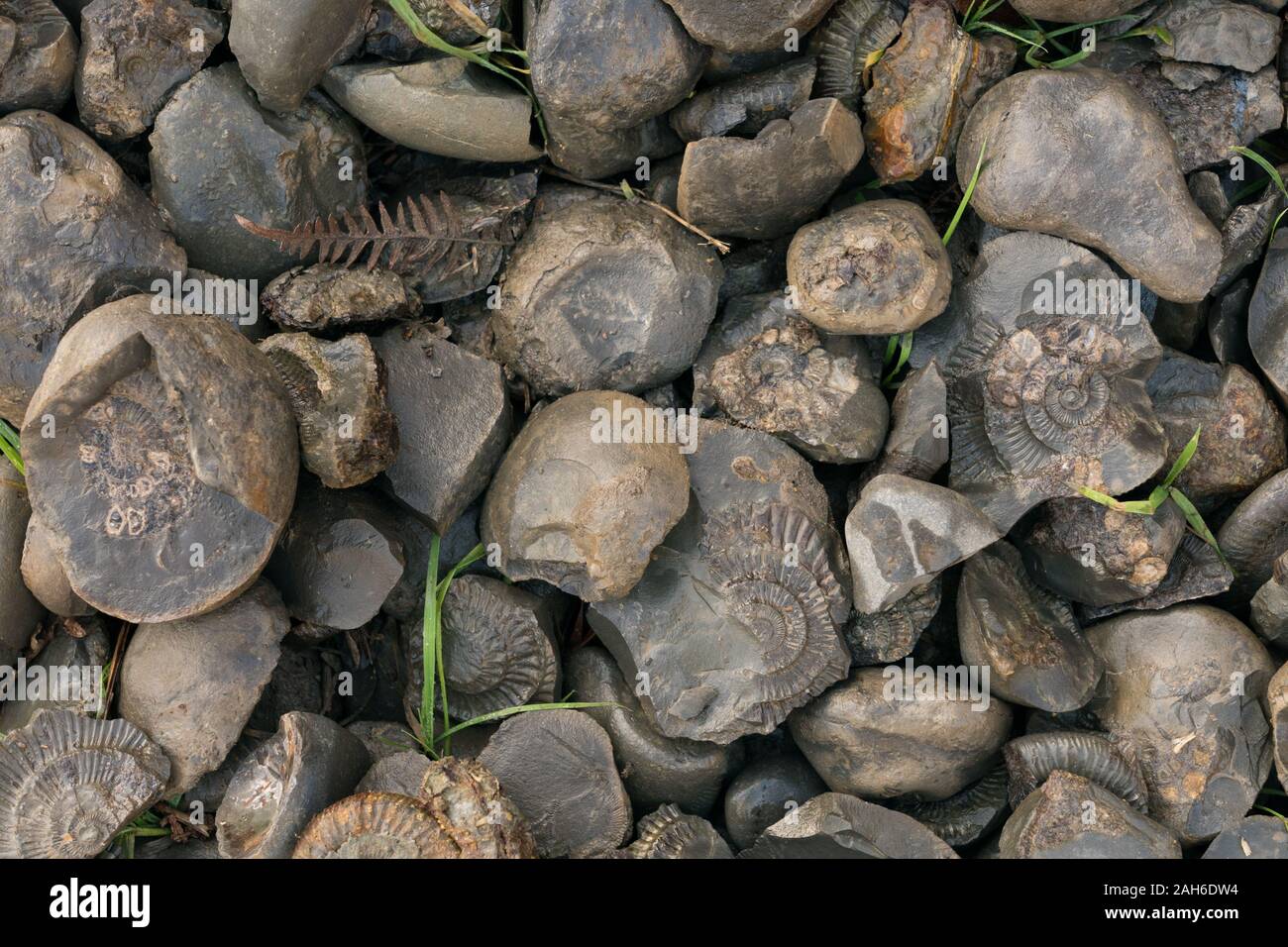Les nodules fossiles - une épave de Mulgrave Port port d'exportation de l'ironstone entre Staithes et Runswick Bay dans Hinderwell Banque D'Images