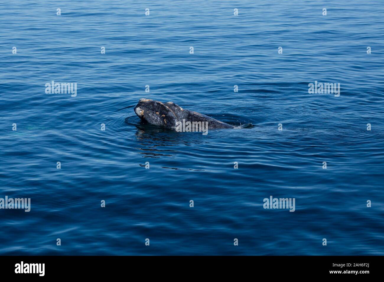 Baleine franche australe (Eubalaena australis) hors de l'eau de la péninsule de Valdes Banque D'Images