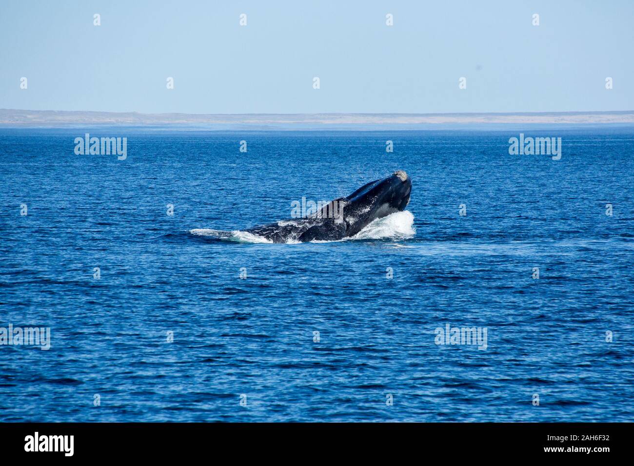 Baleine franche australe (Eubalaena australis) violer hors de l'eau de la péninsule de Valdes Banque D'Images