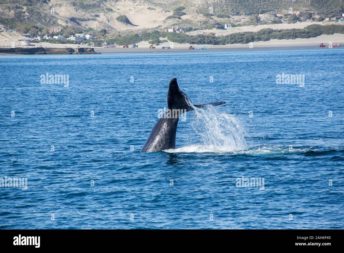 Baleine franche australe (Eubalaena australis) hors de l'eau de la péninsule de Valdes Banque D'Images