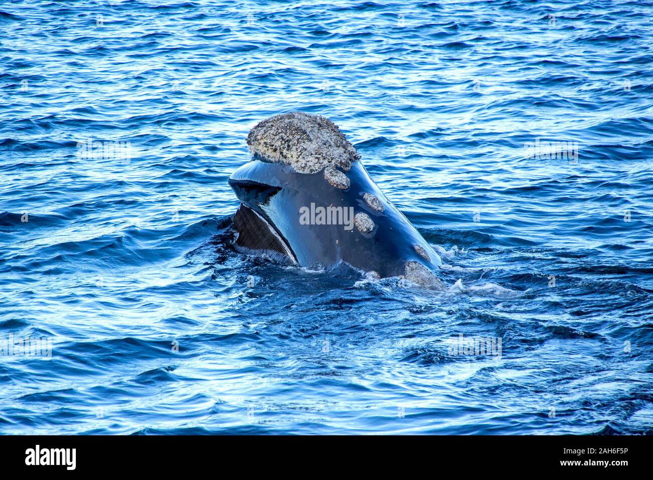 Baleine franche australe (Eubalaena australis) hors de l'eau de la péninsule de Valdes, mère d'alimentation des baleines sur la surface de l'eau, exposant le fanon Banque D'Images