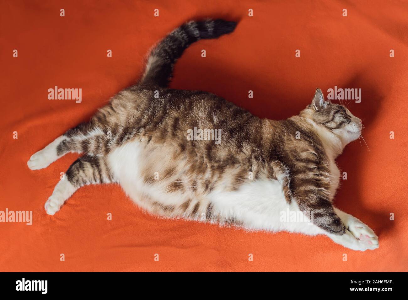 Tres Gros Chat Est Obese Se Trouve Sur Une Couverture Orange Photo Stock Alamy Tres Gros Chat Est Obese Se Trouve Sur Une Couverture Orange Photo Stock Alamy