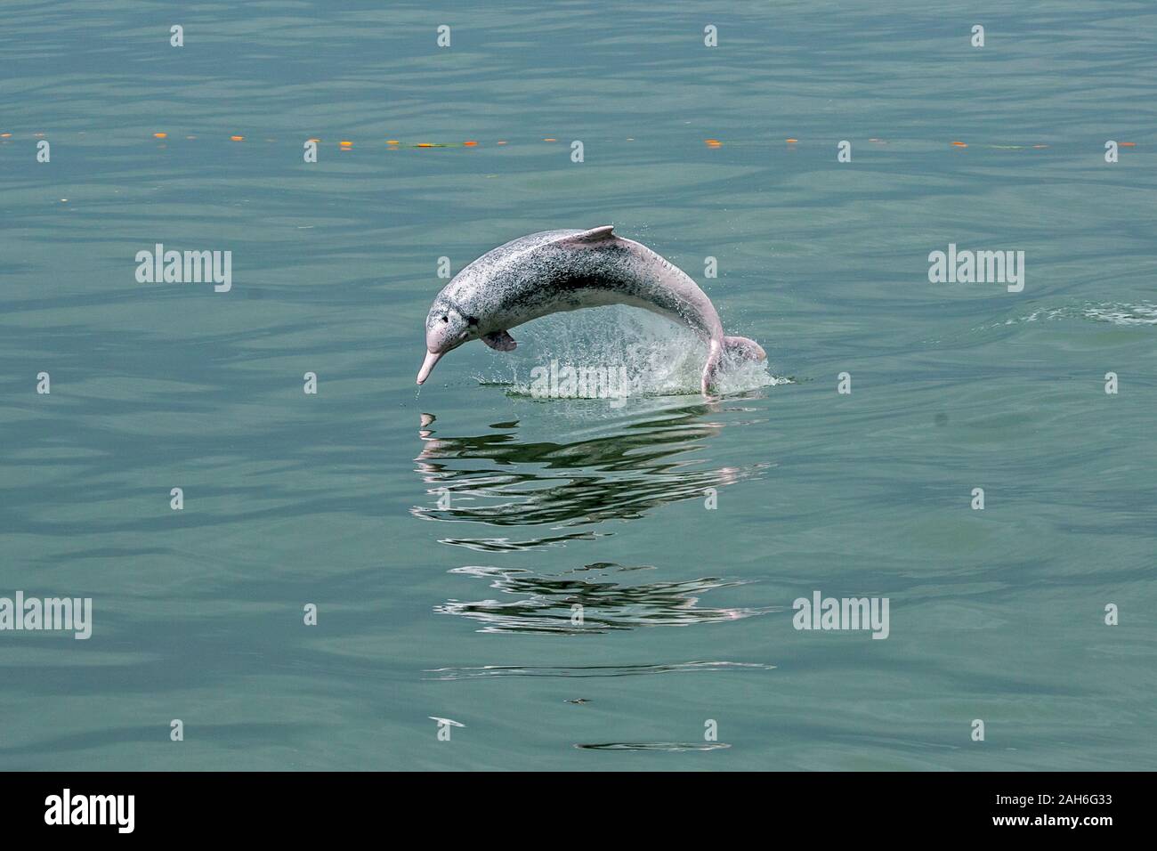 Dauphin à bosse de l'Indo-Pacifique / Chinois / Rose White Dolphin Dolphin (Sousa chinensis) dans les eaux de Hong Kong, près de la rupture d'un filet de pêche Banque D'Images