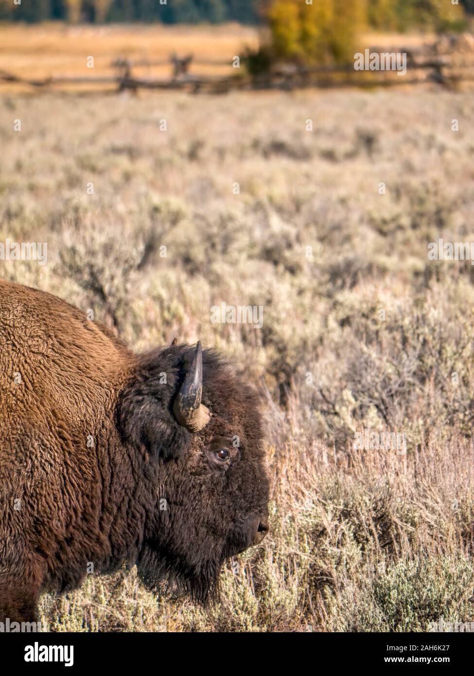Vertical image avec la tête et l'épaule d'un bison mâle de profil, se déplaçant dans l'armoise de Jackson Hole, Wyoming. Banque D'Images