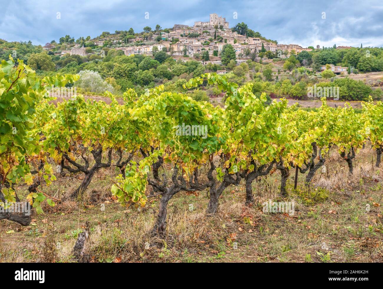 Vieux, noueux de vignes dans un vignoble en dessous du village historique de Lacoste, perché sur une colline dans la région du Luberon en Provence, France. Banque D'Images