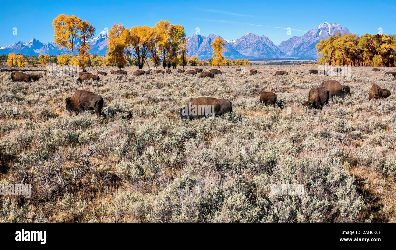 Un troupeau de bison d'Amérique (Bison bison) au cours de l'automne, dans la clé de Jackson Hole dans le Parc National de Grand Teton, Wyoming. Banque D'Images